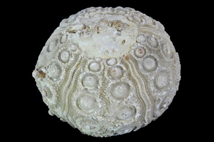 Detailed Nenoticidaris Fossil Urchin - Morocco #90405